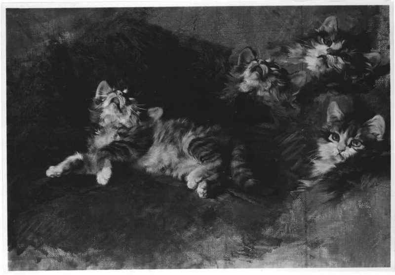 Gatto con studi dettagliati - Bavarian State Painting Collections
